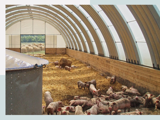 Строительство свинарников в Липецке